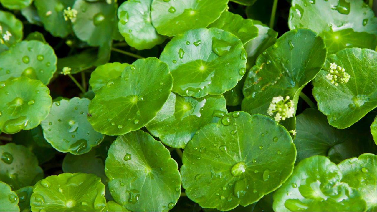 Centella Asiatica