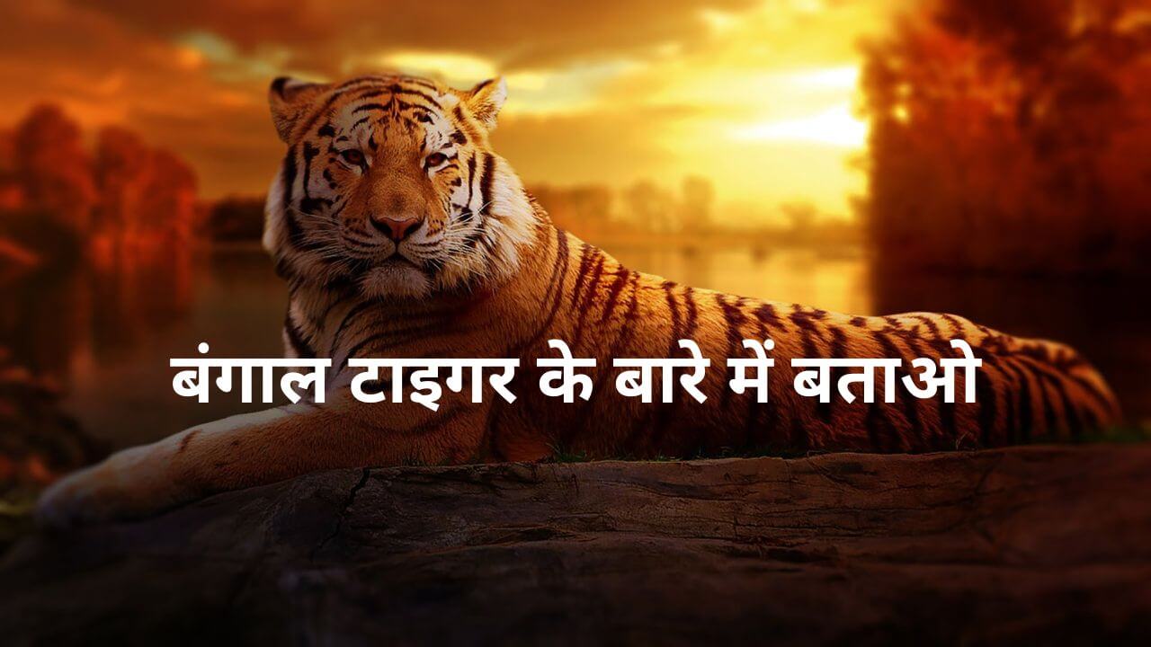बंगाल टाइगर के बारे में बताओ